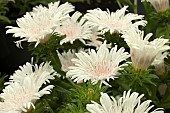 STOKESIA LAEVIS DIVINITY
