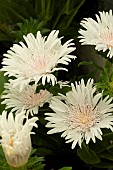 STOKESIA LAEVIS DIVINITY