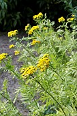 TANACETUM VULGARE ALL GOLD