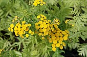 TANACETUM VULGARE ALL GOLD