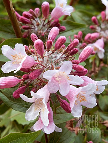 KOLKWITZIA_AMABILIS_BEAUTY_BUSH