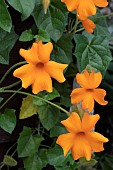 THUNBERGIA GREGORII