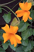 THUNBERGIA GREGORII