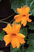 THUNBERGIA GREGORII