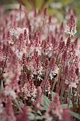 TIARELLA RASPBERRY SUNDAE (GOSUND)