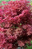 ACER PALMATUM BRANDTS DWARF