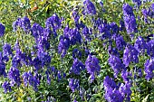 ACONITUM X CARMICHAELII ARENDSII