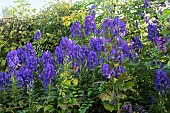 ACONITUM X CARMICHAELII ARENDSII