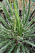 AGAVE FILIFERA