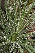 AGAVE FILIFERA