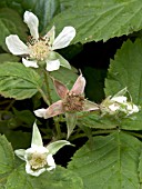 LOGANBERRY FLOWERS (RUBUS X LOGANBACCUS)