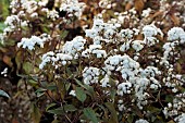 AGERATINA ALTISSIMA CHOCOLATE