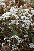 AGERATINA ALTISSIMA CHOCOLATE