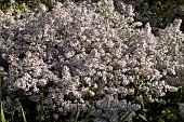 ASTER ERICOIDES PINK CLOUD