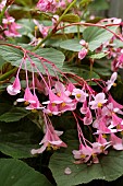 BEGONIA GRANDIS SUBSPECIES EVANSIANA