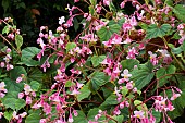 BEGONIA GRANDIS SUBSPECIES EVANSIANA