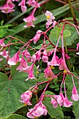 BEGONIA GRANDIS SUBSPECIES EVANSIANA