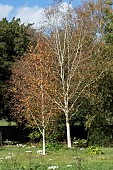 BETULA UTILIS VAR JACQUEMONTII