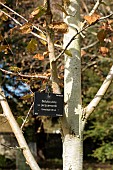 BETULA UTILIS VAR JACQUEMONTII