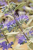 CARYOPTERIS STERLING SILVER (LISSILV)