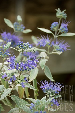 CARYOPTERIS_STERLING_SILVER_LISSILV