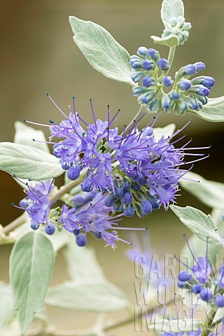 CARYOPTERIS_STERLING_SILVER_LISSILV