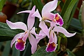 CATTLEYA X CYPHERI