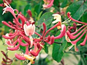 LONICERA CAPRIFOLIUM PAUCIFLORA (EARLY CREAM HONEYSUCKLE)