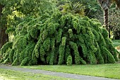 CHUSQUEA CULEOU CHILEAN WEEPING