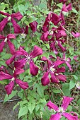 CLEMATIS MADAME JULIA CORREVON