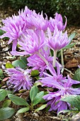 COLCHICUM WATERLILY