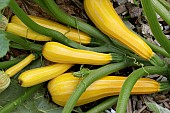 CUCURBITA PEPO SUNSTRIPE F1