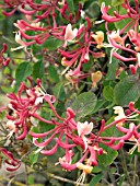 LONICERA CAPRIFOLIUM PAUCIFLORA (EARLY CREAM HONEYSUCKLE)