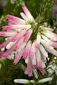 ERICA VERTICILLATA