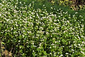 FAGOPYRUM ESCULENTUM