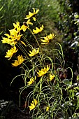 HELIANTHUS SALICIFOLIUS,