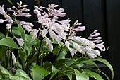 HOSTA LANCIFOLIA