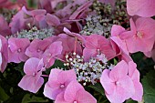 HYDRANGEA PINK ON BLACK STEM