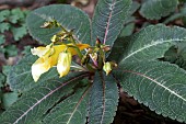 IMPATIENS OMEIANA SANGO