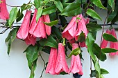 LAPAGERIA ROSEA