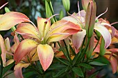 LILIUM DELICATE JOY