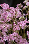 LIMONIUM PRINCESS DIAMOND