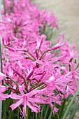 NERINE BOWDENII