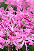 NERINE BOWDENII