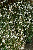 GAURA LINDHEIMERI SYN. OENOTHERA LINDHEIMERI