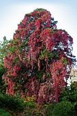 PARTHENOCISSUS QUINQUEFOLIA