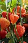 PHYSALIS ALKEKENGI VAR FRANCHETII