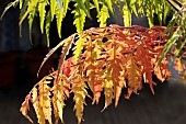 RHUS TYPHINA TIGER EYES (BAILTIGER)