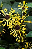 RUDBECKIA SUBTOMENTOSA HENRY EILERS