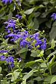 SALVIA GUARANITICA